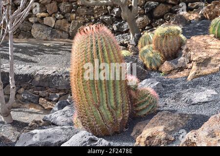 The Sonoran barrel cactus, also known as the Emory or Coville's barrel cactus (Ferocactus Emoryi). Found in Arizona and Mexico Stock Photo