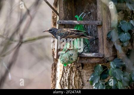 A starling at a feeding place in the natural reserve called Mönchbruch in Hesse, Germany. Stock Photo