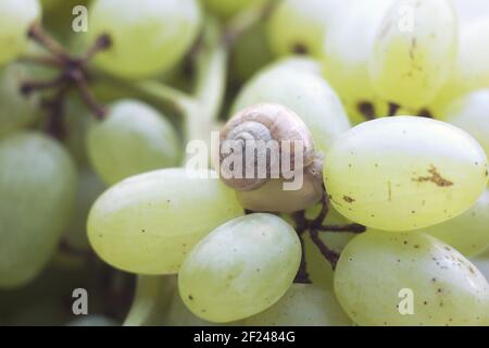 small snail try hides in the shell sitting on berries of large bunch of grapes Stock Photo