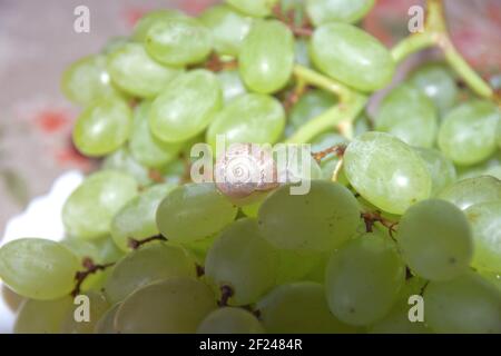 small snail crawls on the berry of large grape bunch, in shade Stock Photo