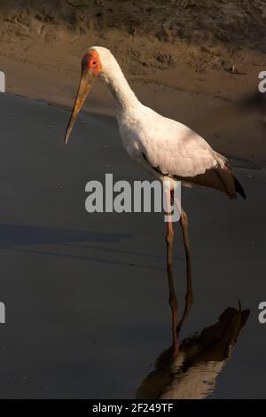 The Yellow-billed Stork employs several different hunting techniques. Here on stands motionless waiting for fish to swim close enough to pounce Stock Photo