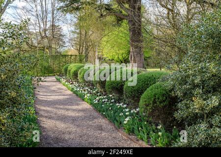 France, Loir et Cher, Cheverny, Chateau de Cheverny,  the Apprentice's Garden, alley lined with variegated holly balls, rosemary leaf willow, tulips / Stock Photo