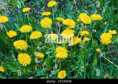 Common Dandelion blooming on in early spring on a lawn.  All parts of the plant are edible. Stock Photo