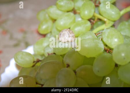 small burgundy snail crawls on berry of large grape bunch Stock Photo