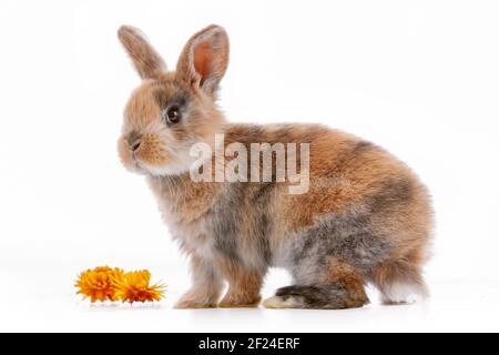 Cute dwarf rabbit with Easter motif on a white background. Stock Photo