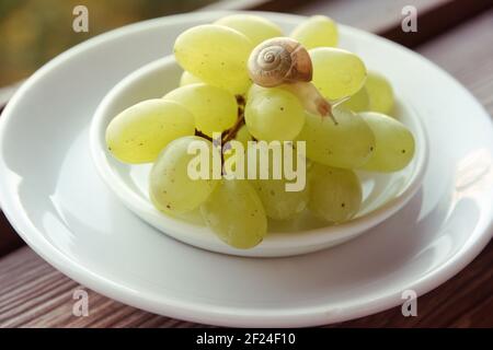 saucer with grapes, on which cute little snail crawls with extended tentacles, on white porcelain plate Stock Photo