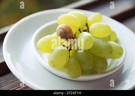 plates of grapes, on which cute little snail crawls Stock Photo