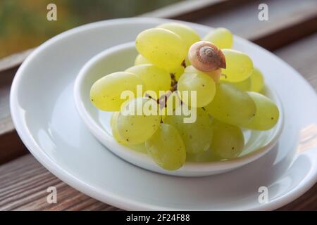 shell of little snail closeup, that crawls on bunch of green grape in small saucer on big white plate Stock Photo