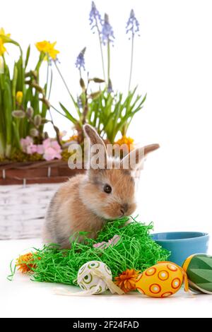 Cute dwarf rabbit with Easter motif on a white background. Stock Photo