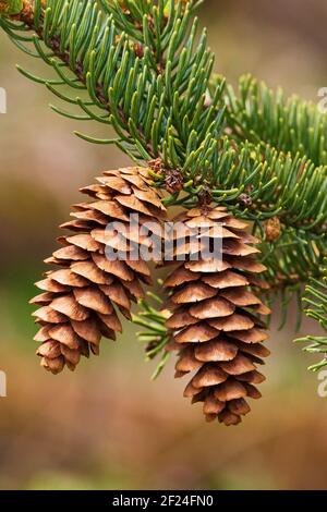 The open cones of white spruce after releasing its seeds. Stock Photo