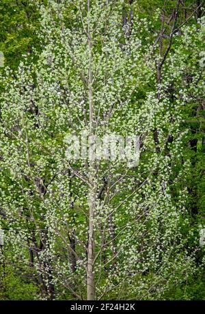 After most other tree leaves have turned green in spring the new leaves of Bigtooth Aspen are a downy white making the tree recognizable from a distan Stock Photo