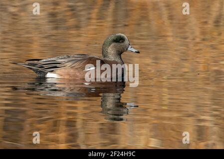American Wigeon with colorful reflection of a lake Stock Photo