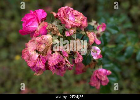 Dry and old blossom of a pink rose in Vaduz in Liechtenstein 23.9.2020 Stock Photo