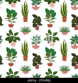 Seamless pattern from different potted house plants in colorful flower pots. Snake plant, calathea and ficus Stock Vector
