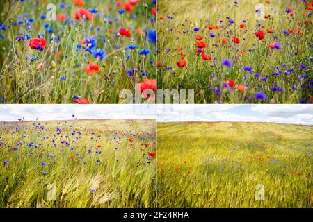 Collection of images with blooming cornflower -Centaurea cyanus - in rye and poppy field on a sunny summer day Stock Photo