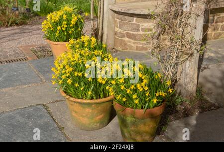 Terracotta Flowerpots Full of Spring Flowering Bright Yellow Daffodil Plants (Narcissus 'Tete a Tete') Growing on a Terrace in a Cottage Garden Stock Photo
