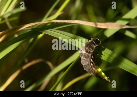 Glow worm (Lampyris noctiluca) female displaying. Sussex, UK. Stock Photo