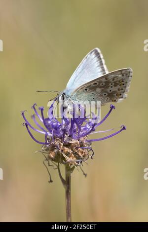 Chalkhill blue (Polyommatus coridon) butterfly nectaring on round-headed rampion (Phyteuma orbiculare). Sussex, UK. Stock Photo