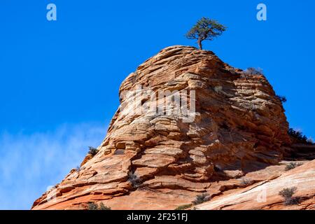 Pine Tree Growing on a Rocky Outcrop Stock Photo