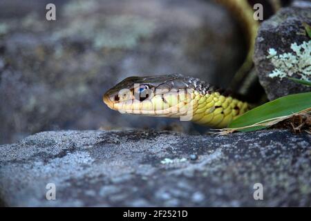 The non-posinious Common Garter Snake is probly the most common snake found around homes and gardens. Stock Photo