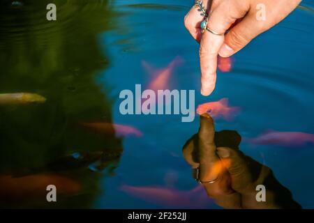 Artificial pond with koi carps Stock Photo