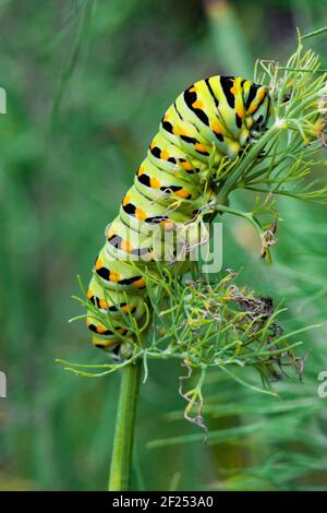 A Black Swallowtail Larva feeding on dill in a home garden in eastern Pennsylvania. Stock Photo