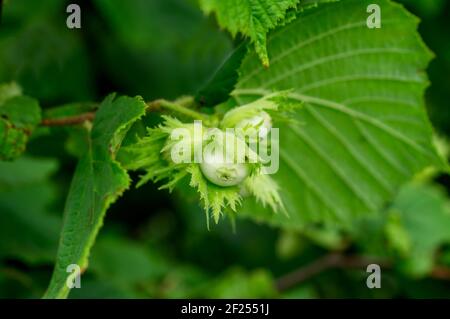 Young hazelnuts, green hazelnuts, grow on a tree Young hazelnuts, hazelnuts, kobnat. Hazelnut with leaves on the tree. The concept of growing and coll Stock Photo