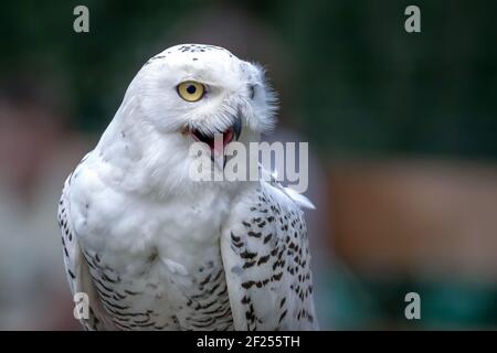 Snowy Owl (Bubo scandiacus) Stock Photo