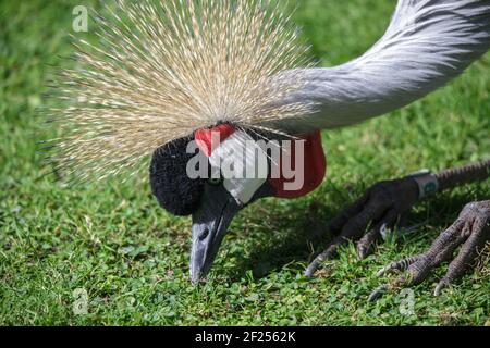 Black Crowned Crane searching for food Stock Photo