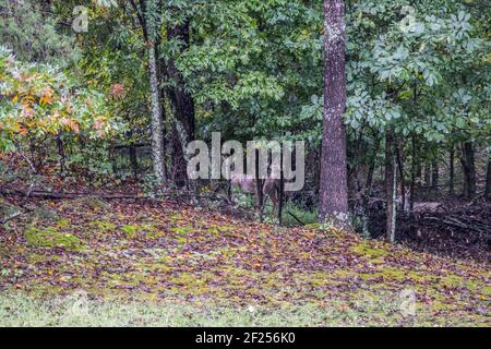 In the distance in the woodlands three bucks male adult deer two where looking while one of them sat quietly in the brush Stock Photo