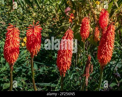 Kniphofia, also called tritoma, red hot poker, torch lily, knofflers or poker plant Stock Photo