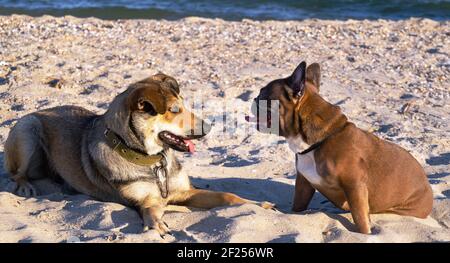 French bulldog and a mongrel dog play together on a cave beach by the sea. Travel concept with animals. Stock Photo