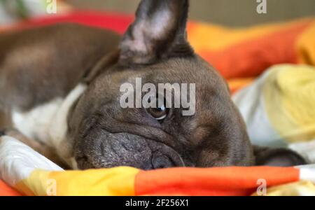A fawn French Bulldog lies on a bed in bedding. Close-up. Portrait. Stock Photo