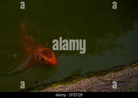 Artificial pond with koi carps Stock Photo