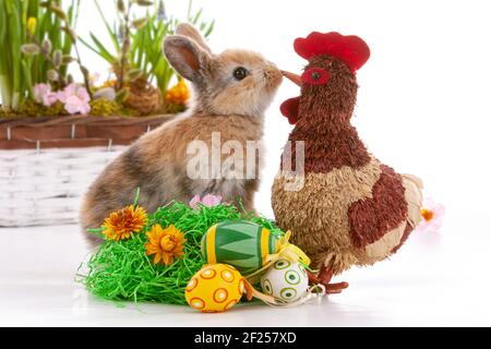 Cute dwarf rabbit with Easter motif on a white background. Stock Photo