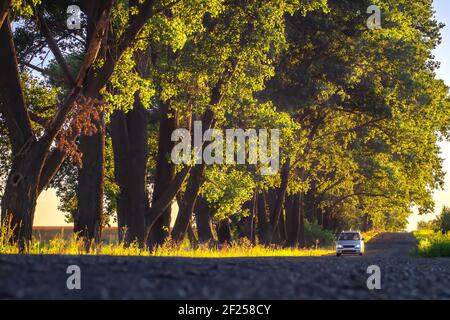 One car drives along an asphalt road along large trees at sunset. Early autumn. Travel concept. Stock Photo