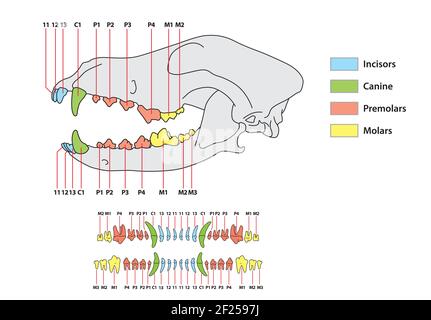 Dog teeth anatomy. Canine tooth anatomic scheme veterinary education ...