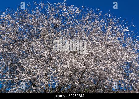 White cherry blossom tree London England Stock Photo