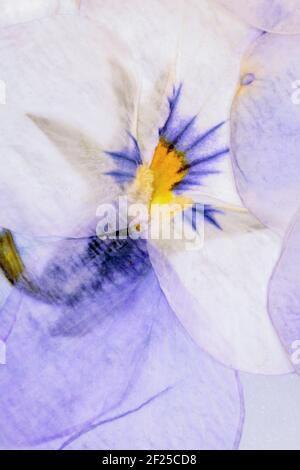 Pressed Flowers Abstract Stock Photo