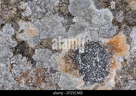 Colorful Lichen o a Rock Stone Stock Photo
