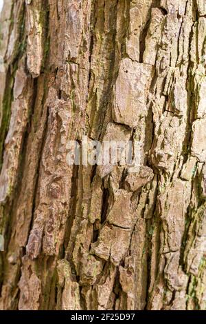 Pine Tree Bark Close Up Background Stock Photo