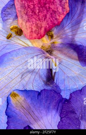 Pressed Flowers Abstract Stock Photo