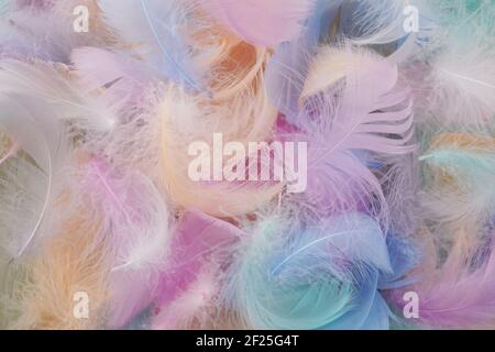 Background of Colorful feather texture. Top view. Stock Photo