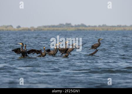 Great Cormorants (phalacrocorax carbo) in the Danube Delta Stock Photo