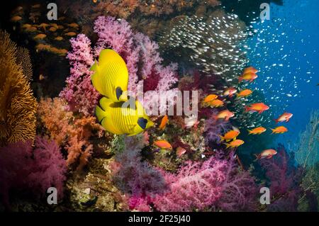 Golden butterflyfish (Chaetodon semilarvatus) swimming over coral reef with soft corals (Dendronephthya sp), Lyretail anthias (Pseudanthias squamipinn Stock Photo