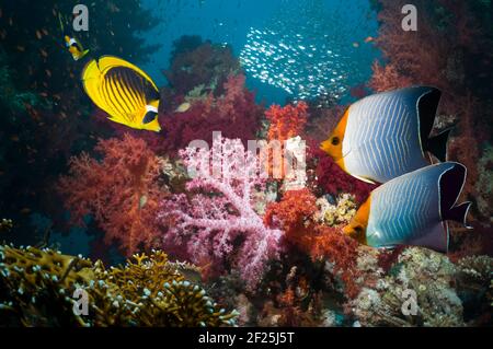 Pair of Orange face butterflyfish [Chaetodon larvatus] and a Red Sea raccoon butterflyfish [Chaetodon fasciatus] swimming over coral reef with soft co Stock Photo