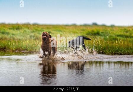 A Chesapeake Bay Retriever dog, a popular gundog dog, followed by a Black Labrador running through water causing a splash Stock Photo