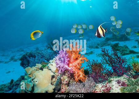 Coral reef scenery with a Spot-tail butterflyfish (Chaetodon ocellicaudus), a Moorish idol [Zanclus cornutus] and a school of Panda butterflyfish [Cha Stock Photo