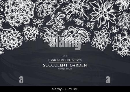 Floral design with chalk succulent echeveria, succulent echeveria, succulent Stock Vector
