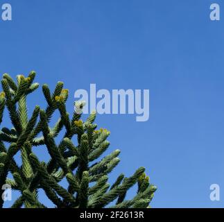 Monkey puzzle tree against deep blue sky background with copyspace Stock Photo